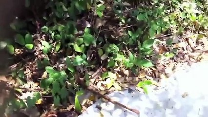 Giant Centipede vs Frog