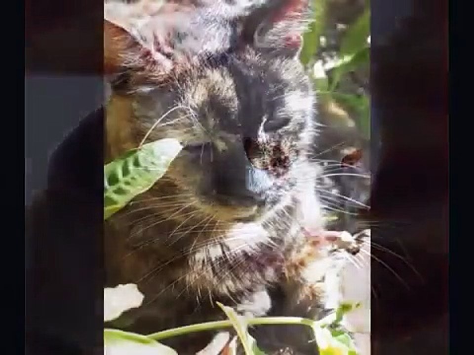 Fallen Warriors (Erin Hunter)