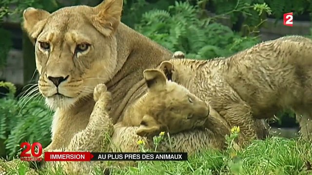 Dans les coulisses du zoo de Vincennes, au plus près des animaux