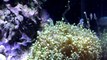 Dennerle Nano Cube Reef Tank -IV- ( no Marinus )