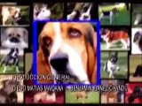 Vida de Perros: Especial Dogo Argentino 1/3