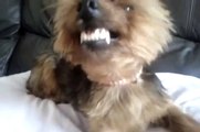 Smiling dog | Dogs Can Smile