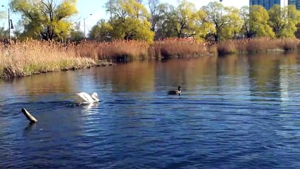 Canada Goose Vs. Trumpet Swan Vs. Dog in High Park Toronto (Round 2)