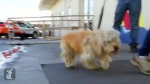 Así es como una peluquera le cambió la vida a un cachorro
