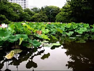 カエルの合唱　ライブ録音