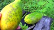 The Papaya Plant and Fruit | Carica papaya | HD Video