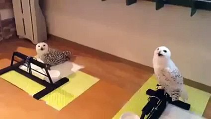 Laughing Owl : Make You Laugh in Just 15 Seconds