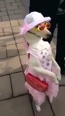 Funny Dog Costume !!!