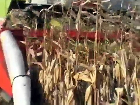 Claas MEGA 204 Corn harvest