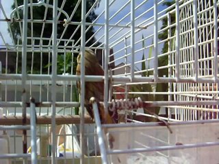 Saado Chardonneret Stieglitz Gardlina Saka Mischling