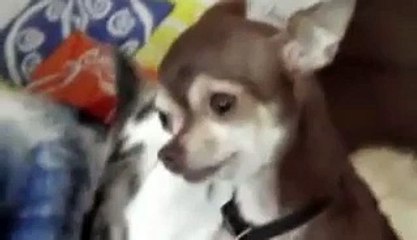 Chihuahua goes psycho during intimate encounter...