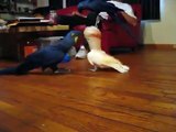 Cockatoo vs. Hyacinth Macaw