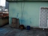Rescate de perros en Sabana Grande - Caracas