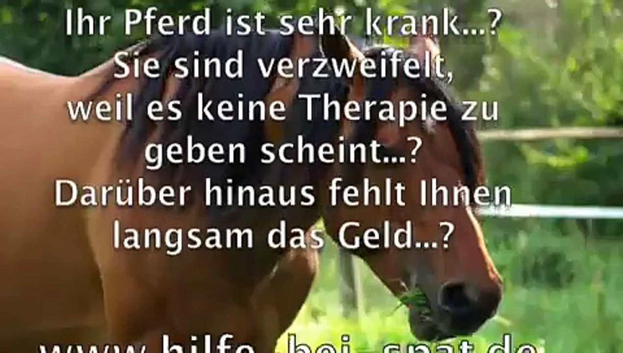 Pferd (Arthrose) - Hilfe bei Spat/Arthritis