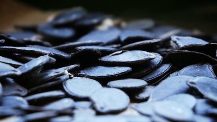 Como secar y germinar semillas de calabaza o zapallo