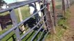 Horse flag tape - Marking Pasture Fences - Flagging Danger- Blind/Cribbing- Rick Gore Horsemanship