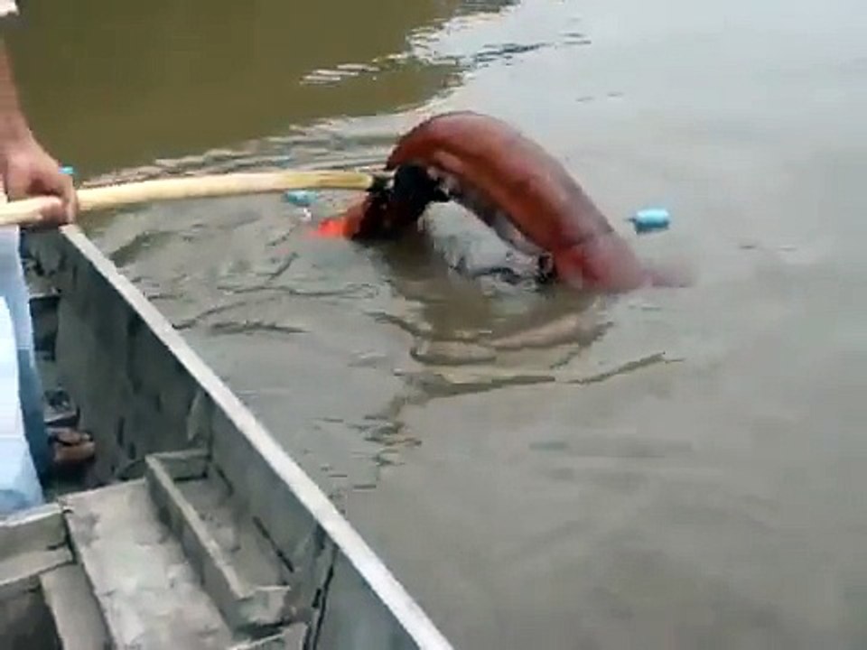 Peixe Eletrico Gigante