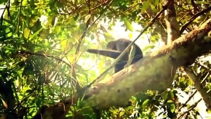 Wildest Indochina Vietnam Eps  02   Animal Planet Documentaries Online