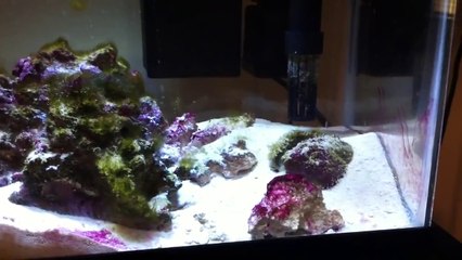 LED Aquarium Clip Lamp Flexible 28 48 REVIEW