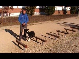 Adiestramiento canino. Agility urbano. Saltos.