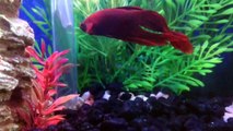 AquaFarm - Back to the Roots - setup with red Betta