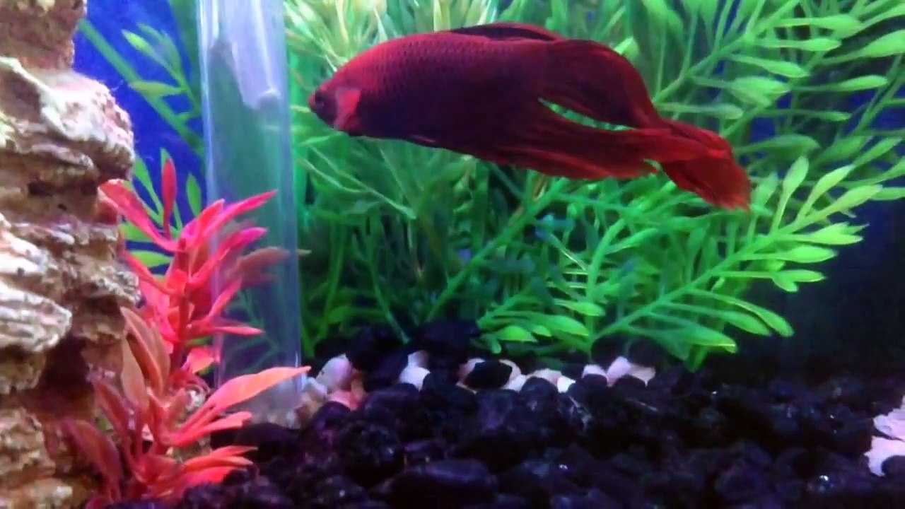 AquaFarm - Back to the Roots - setup with red Betta