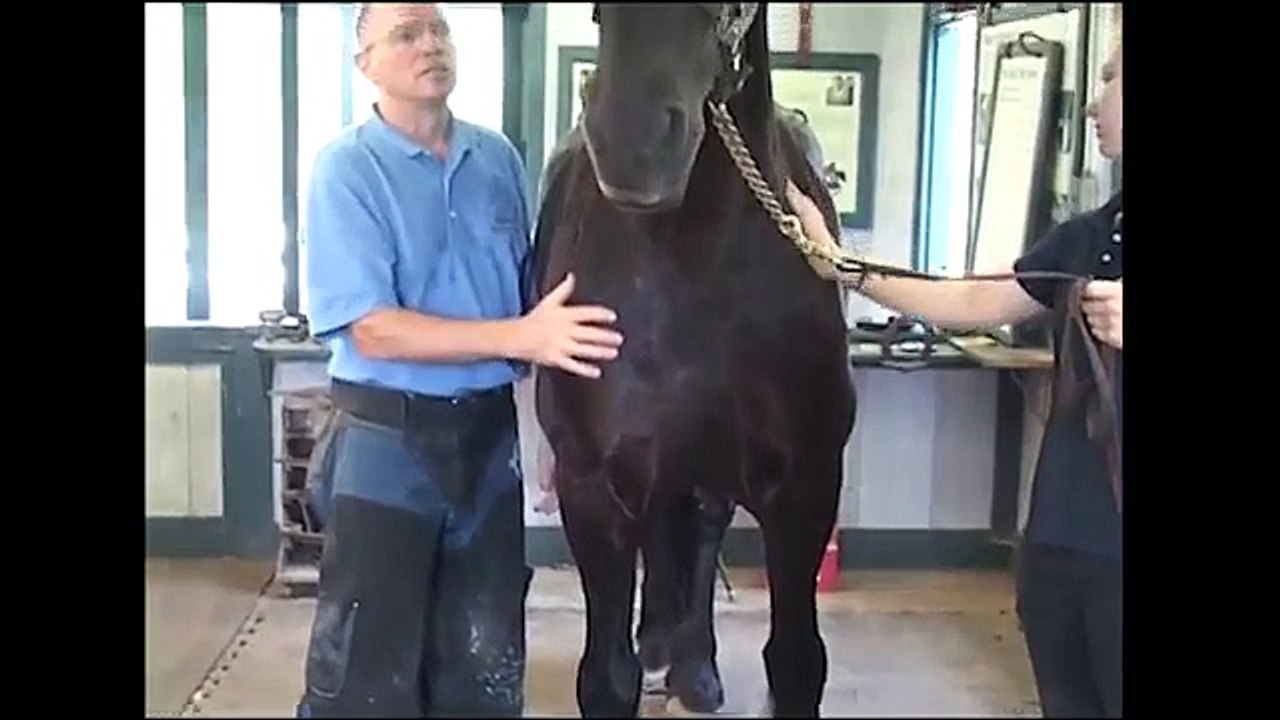 Friesian Farrier Evaluation - Ky Horse Park