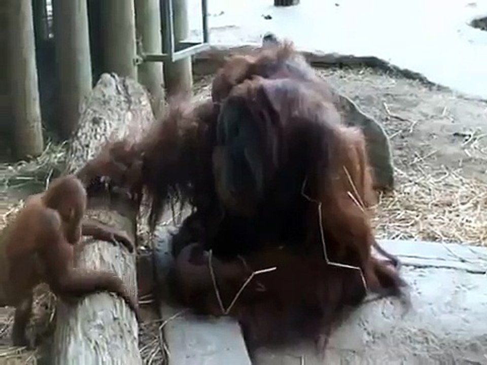 Molek vs Budi - Horrifying Orangutan Fight