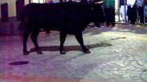 vacas y toros en la calle Almedijar 2013 algun recorte fiestas taurinas el legionario solitario