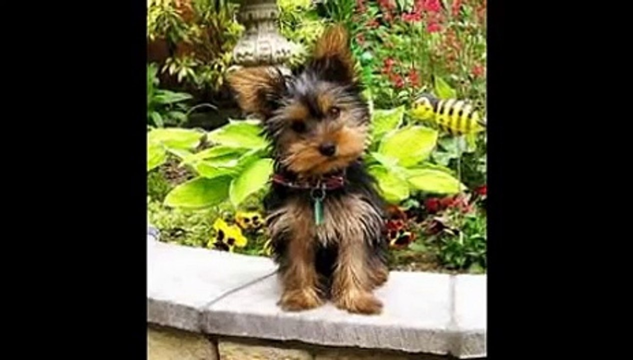 Berceuse pour chien