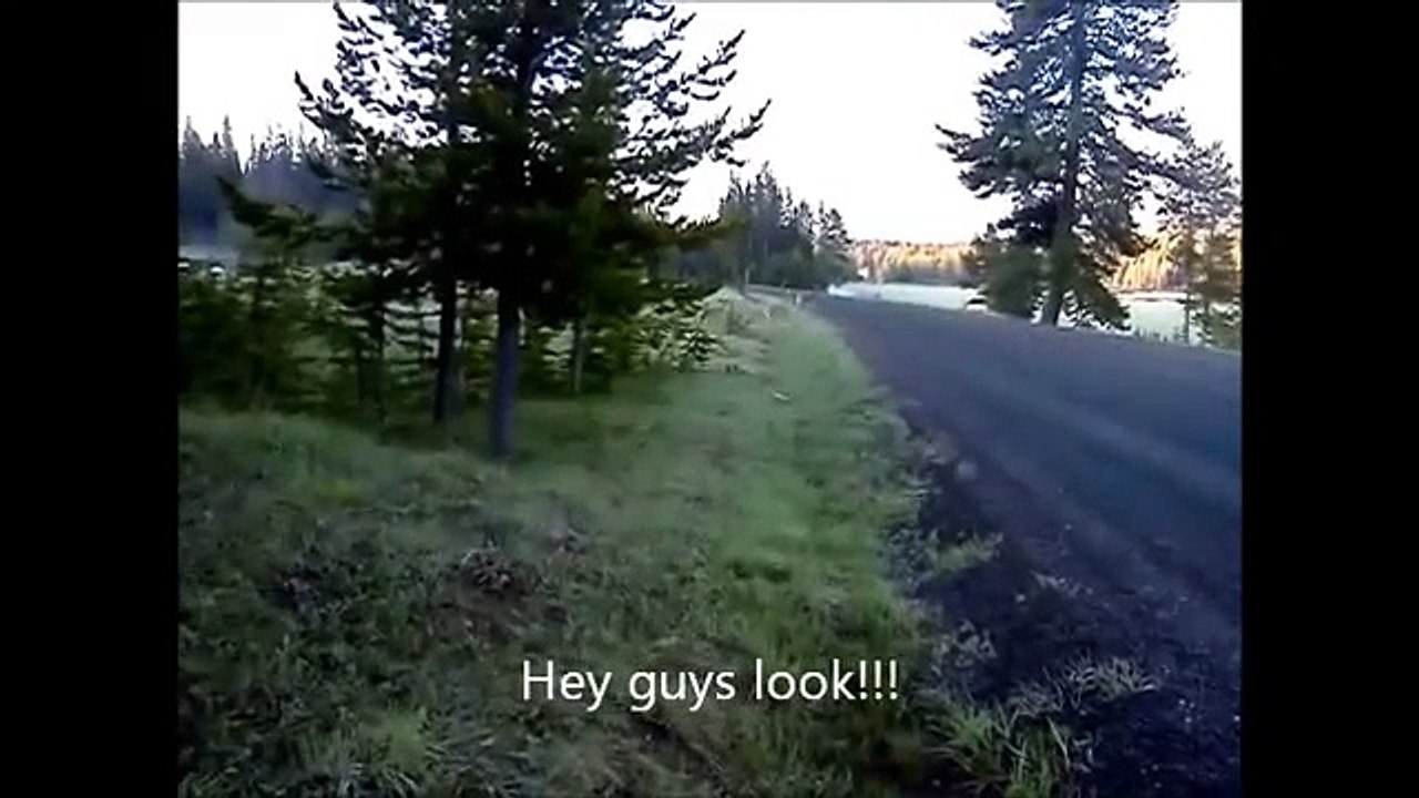 Elk vs Deer