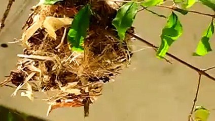 Sun-Bird Mom Feeding Her New Born Birdies Just Outside My Home