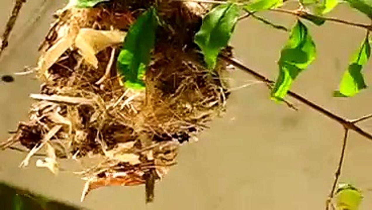 Sun-Bird Mom Feeding Her New Born Birdies Just Outside My Home