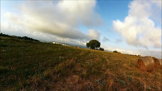 Peregrine falcon training - Addestramento falco pellegrino