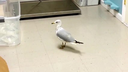 Seagull hilariously tap dances on command