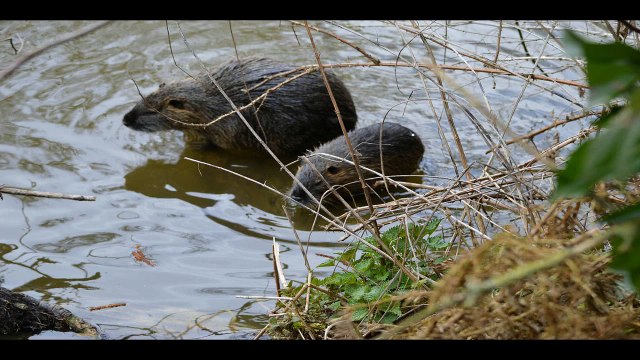 riw4you - Nutrias am Nidda-Altarm eingefangen mit der NIKON D3200 & Nikkor 55-300 mm