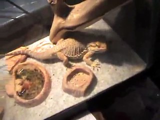 my bearded dragon eating a baby mouse