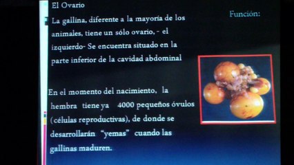 16.07.2015 Mitos y Realidades en el consumo del huevo 1-2