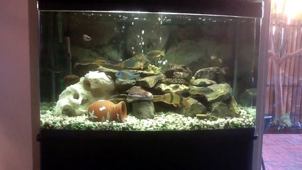 African Cichlid Aquarium