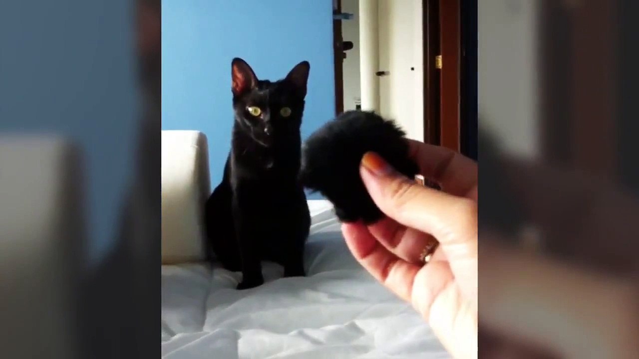 I Adopt...Love