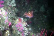 Marine Life of Monterey Bay: ROV Underwater Footage