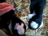 Two day old nubian kids (baby goats): Mimsy and Cheveyo