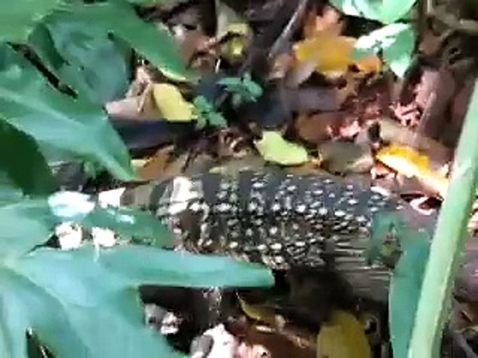 Lagarto Overo - Parque Nacional Iguazu - Dic 2006