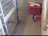 Inhumane conditions at Hickman Kentucky Animal Shelter