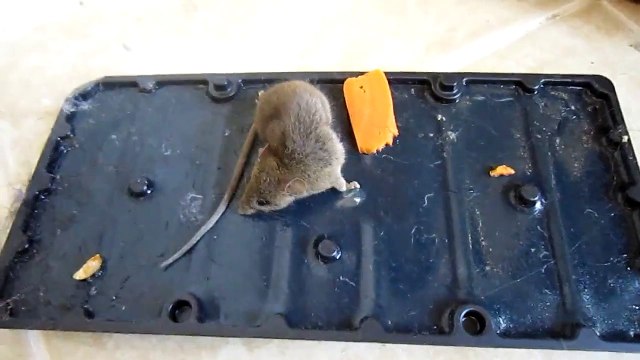 Mouse Trap Only after a year of mouse chase captured