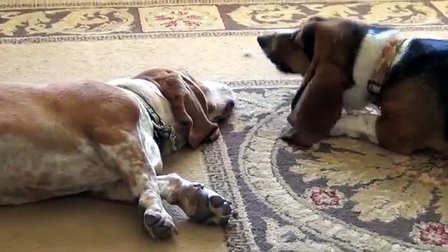 Basset Hounds Howling... Lazy Style!