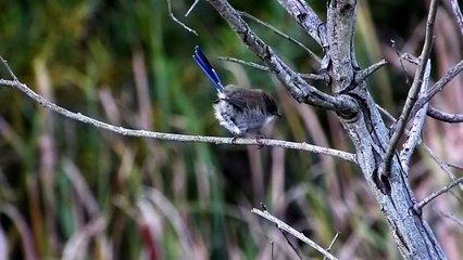 Superb Fairy-wren Singing
