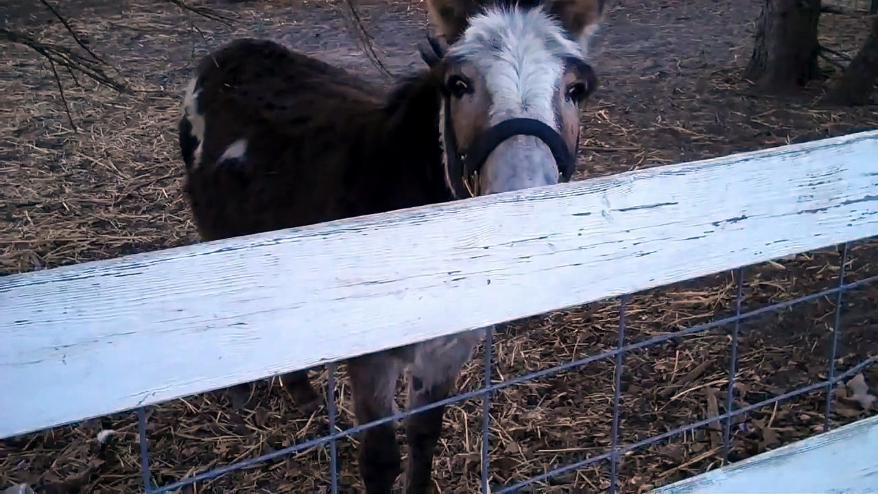Donkey Braying