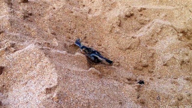 Tinglar eclosionando en el Corredor Ecológico del Noreste, Luquillo, Puerto Rico - HD