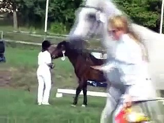 Rolls Royce - connemara stallion (with sound)